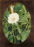 Marianne North White Flowered Thorn Apple Art A4 Photo Print