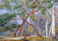 Marianne North White Gum Stringy Bark Trees New South Wales Art A4 Photo Print