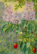 Marianne North Wild Chesnut Climbing Plant of South Africa Art A4 Photo Print