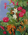 Marianne North Wild Flowers at Morro Velho Brazil Art A4 Photo Print