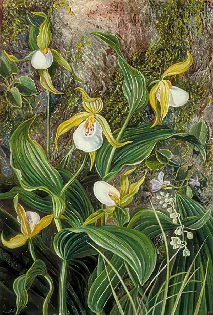 Marianne North Wild Flowers of Simla India Art A4 Photo Print