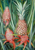 Marianne North Wild Pine Apple in Flower Fruit Borneo Art A4 Photo Print