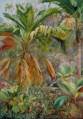 Marianne North Wild Pine Apples Stevensonia Other Palms Praslin Art A4 Photo Print