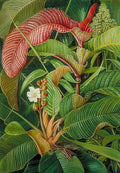 Marianne North Wormia Flagellaria in the Seychelles Art A4 Photo Print