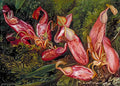Marianne North Young Pitchers Ripe Seed Vessels of a Pitcher Plant of Java Art A4 Photo Print