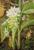 Marianne North Zedoary a Climbing Plant Mantises Java Art A4 Photo Print