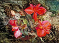 Marianne North brazilian orchid Art A4 Photo Print