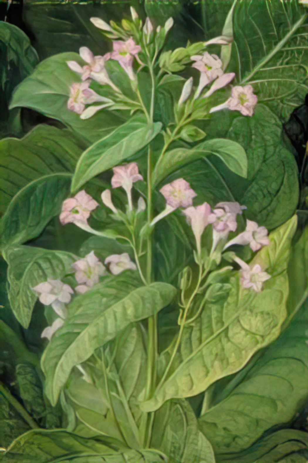 Marianne North common tobacco Art A4 Photo Print