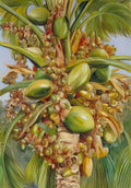 Marianne North female coco de mer bearing fruit covered with small gr Art A4 Photo Print