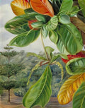 Marianne North indian almond 1870 Art A4 Photo Print