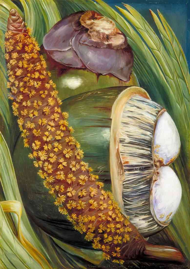Marianne North male inflorescence and ripe nuts A4 Photo Print