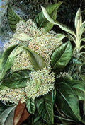 Marianne North olearia argophylla 1880 Art A4 Photo Print