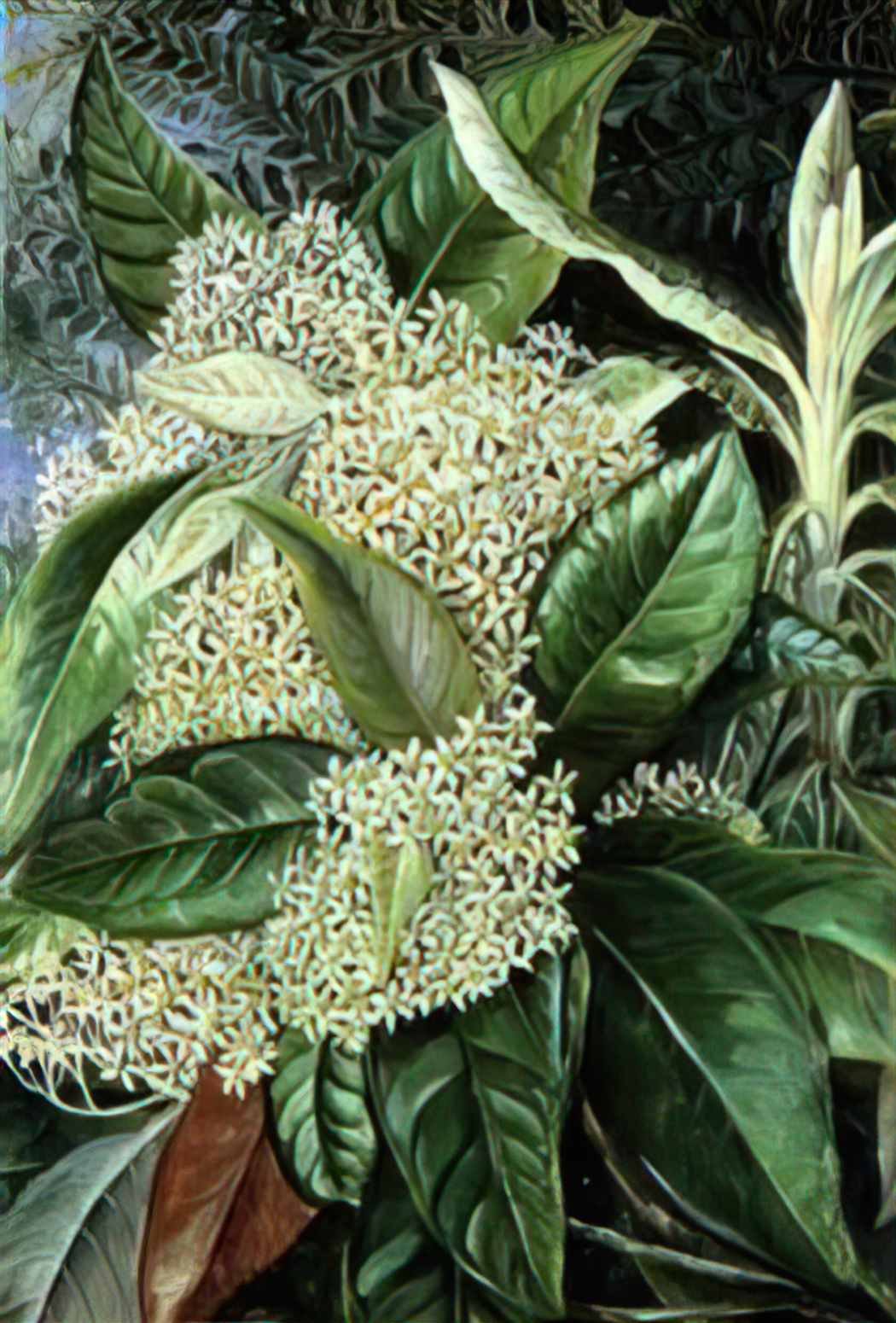 Marianne North olearia argophylla 1880 Art A4 Photo Print
