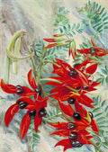 Marianne North the australian parrot flower 1880 Art A4 Photo Print