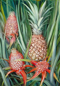 Marianne North wild pine apple in flower and fruit borneo 1876 Art A4 Photo Print