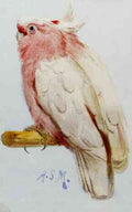 Marks Henry Stacy A Pair Of Leadbetter Cockatoos A4 Photo Print