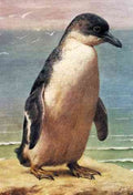 Marks Henry Stacy Study Of A Penguin A4 Photo Print