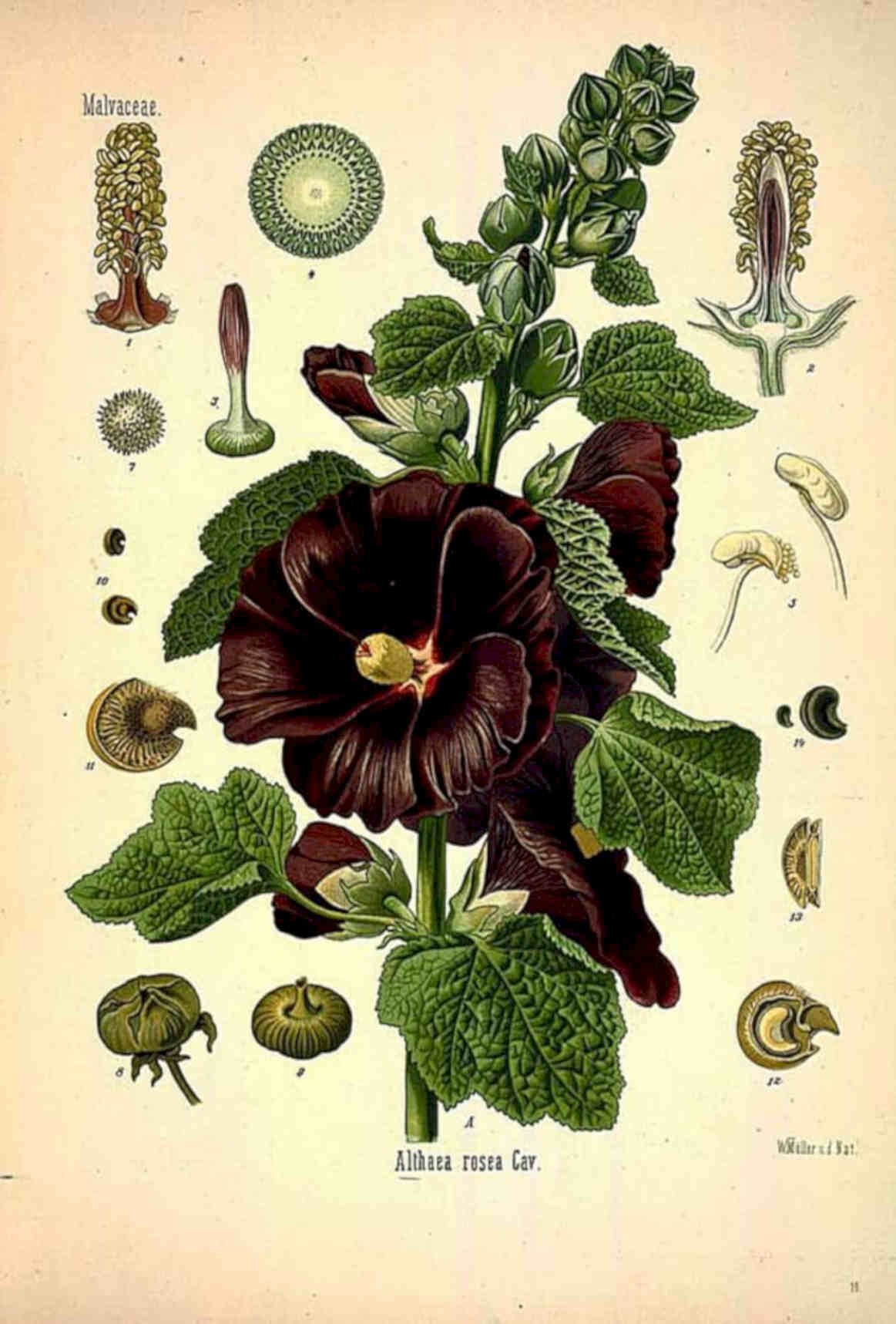 Marshmallow Flower Pods Vintage Retro Advert Poster A4 Photo Print