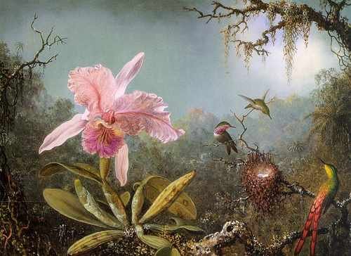Martin Johnson Heade A Paradise A4 Photo Print