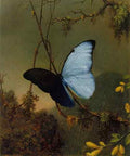 Martin Johnson Heade Blue Morpho Butterfly ATC  A4 Photo Print
