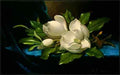 Martin Johnson Heade Giant Magnolias on a Blue Velvet Cloth NGA  A4 Photo Print