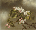 Martin Johnson Heade Heade Martin Johnson Hummingbird And Apple Blossoms  A4 Photo Print