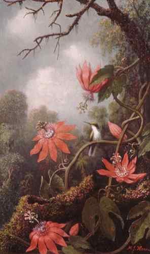 Martin Johnson Heade Heade Martin Johnson Hummingbird And Passionflowers  A4 Photo Print