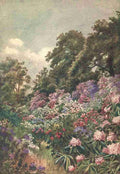 Martin Thomas Mower 1838 1934 Kew Gardens 1908 The Rhododendron Dell Vintage A4 Photo Print
