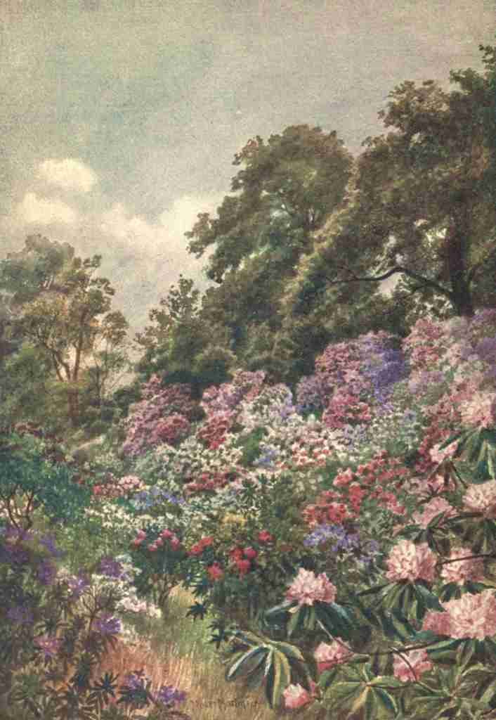 Martin Thomas Mower 1838 1934 Kew Gardens 1908 The Rhododendron Dell Vintage A4 Photo Print