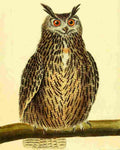 Martinet F 1765 Great Owl A4 Photo Print