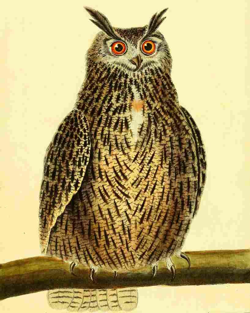 Martinet F 1765 Great Owl A4 Photo Print