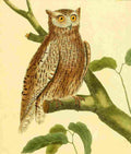 Martinet F 1765 Little Owl A4 Photo Print