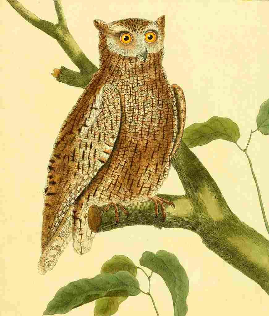 Martinet F 1765 Little Owl A4 Photo Print
