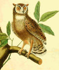 Martinet F 1765 Magellans Owl A4 Photo Print