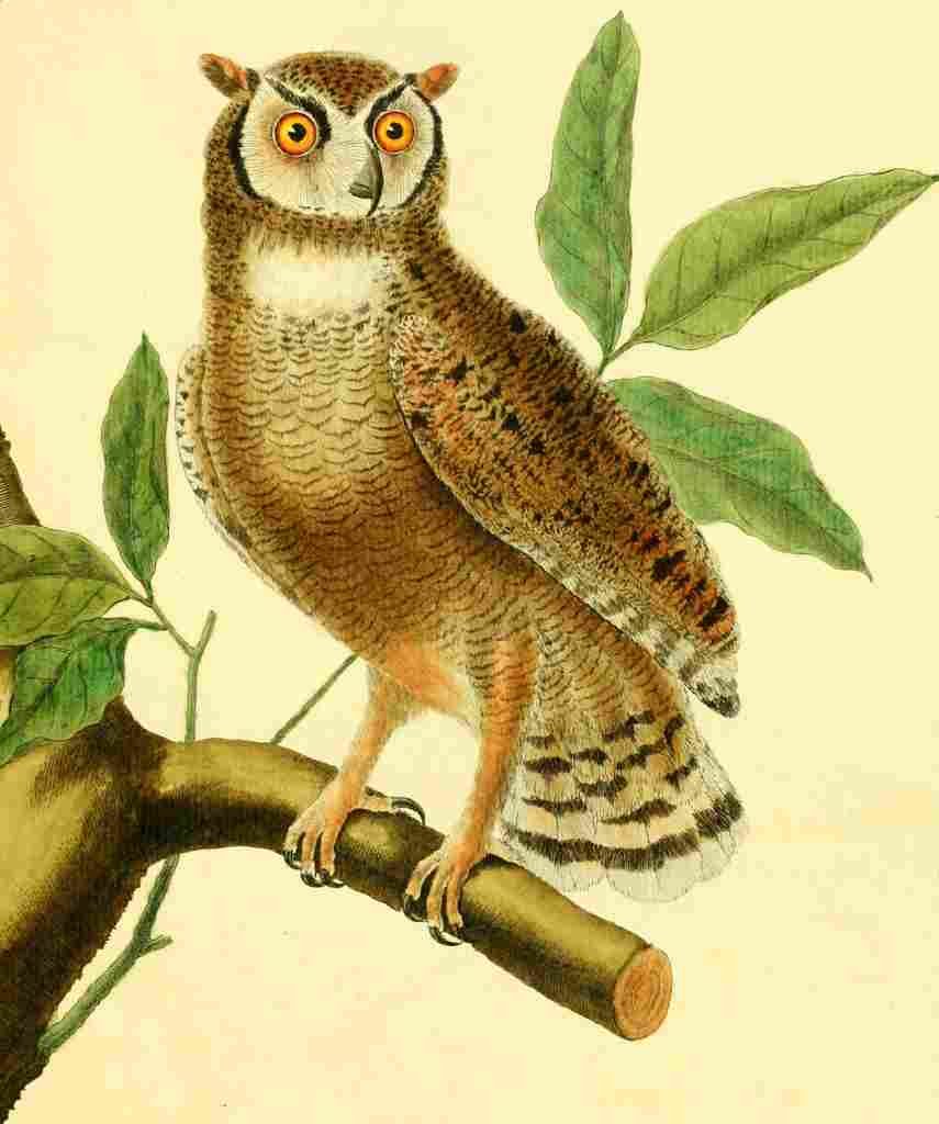 Martinet F 1765 Magellans Owl A4 Photo Print