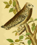 Martinet F 1765 Owl 1 A4 Photo Print