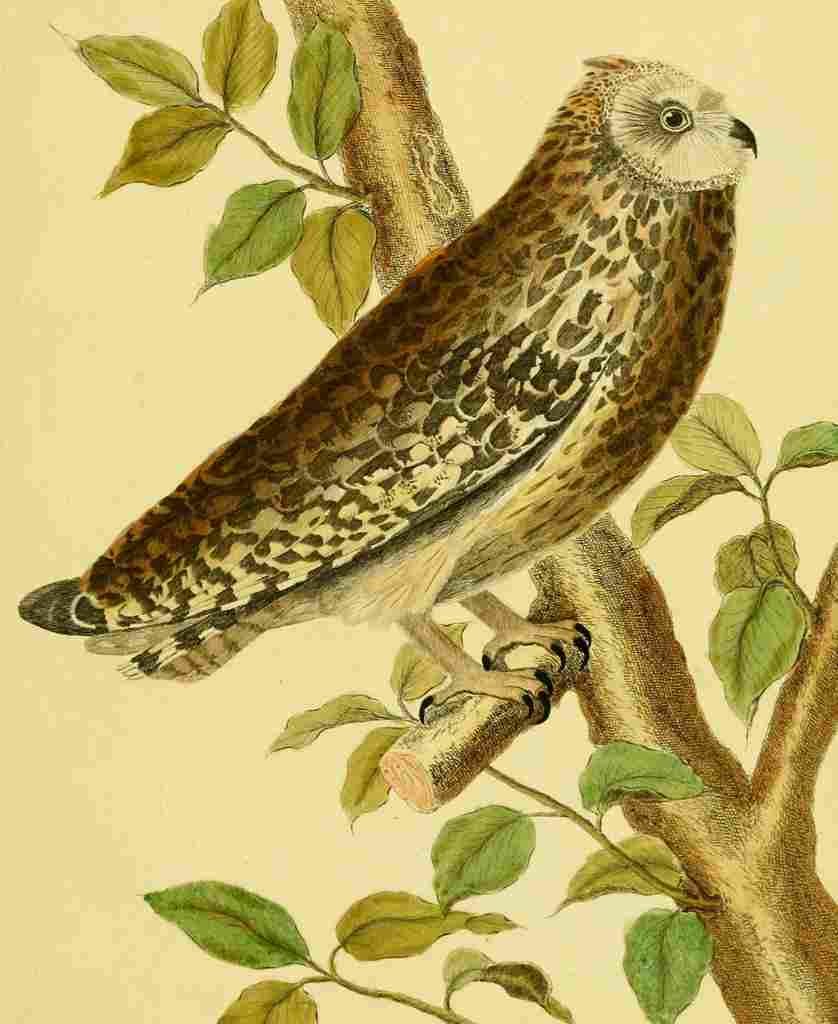Martinet F 1765 Owl 1 A4 Photo Print