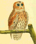 Martinet F 1765 Owl 2 A4 Photo Print