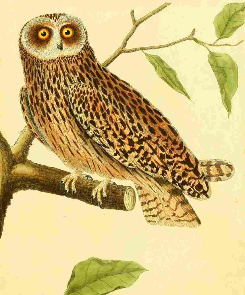 Martinet F 1765 Owl 3 A4 Photo Print