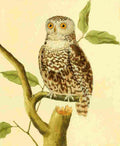 Martinet F 1765 Owl 4 A4 Photo Print