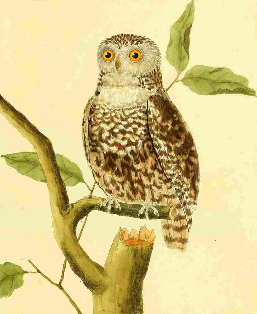 Martinet F 1765 Owl 4 A4 Photo Print