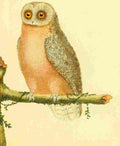 Martinet F 1765 Owl 5 A4 Photo Print