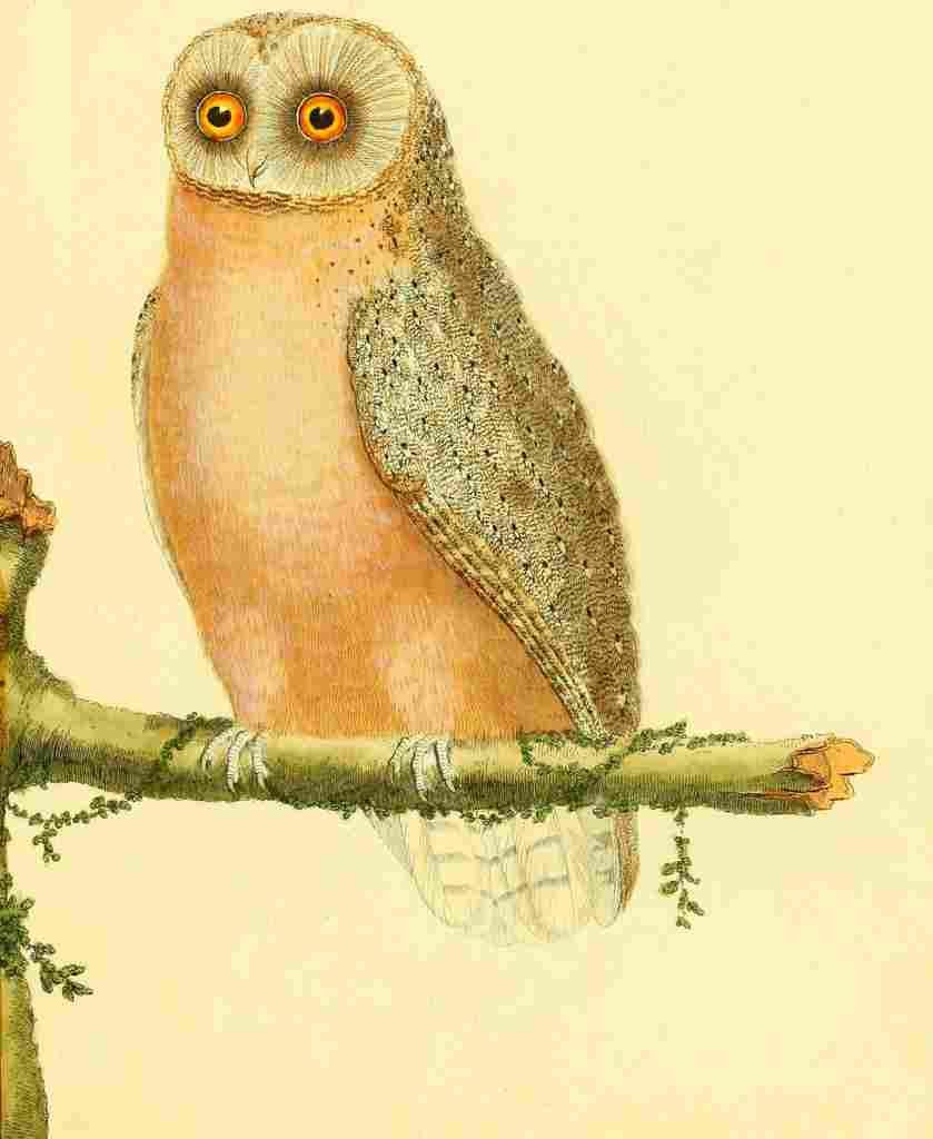 Martinet F 1765 Owl 5 A4 Photo Print