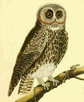Martinet F 1765 Owl 6 A4 Photo Print