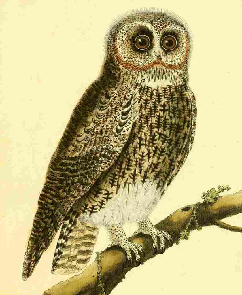 Martinet F 1765 Owl 6 A4 Photo Print