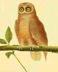 Martinet F 1765 Owl 7 A4 Photo Print