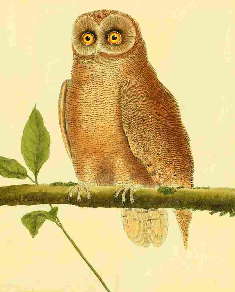 Martinet F 1765 Owl 7 A4 Photo Print