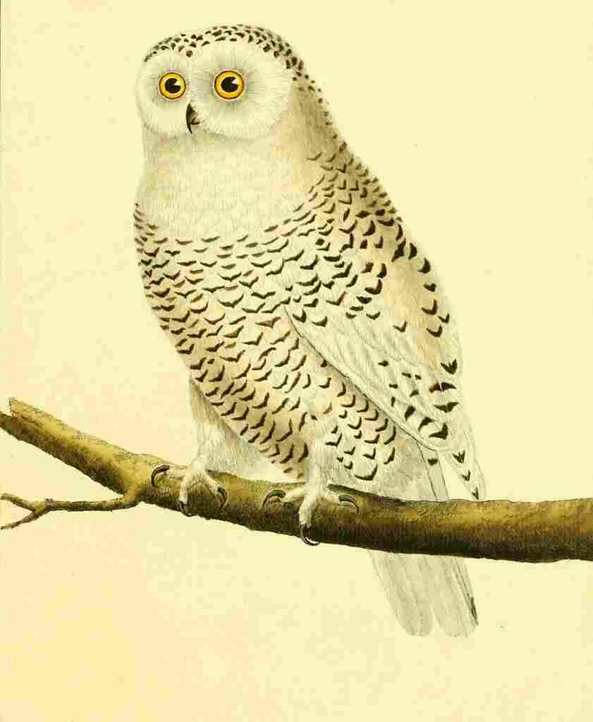 Martinet F 1765 Snowy Owl A4 Photo Print