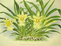 Masdevallia Cheesmanii Orchid Vintage Retro Advert Poster A4 Photo Print