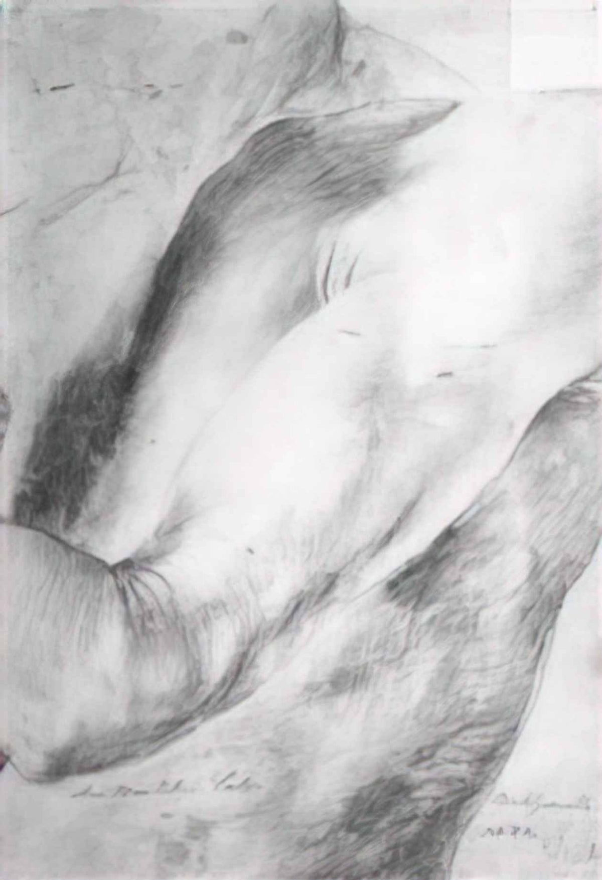 Matthias Grunewald forearm study 1514 Art A4 Photo Print
